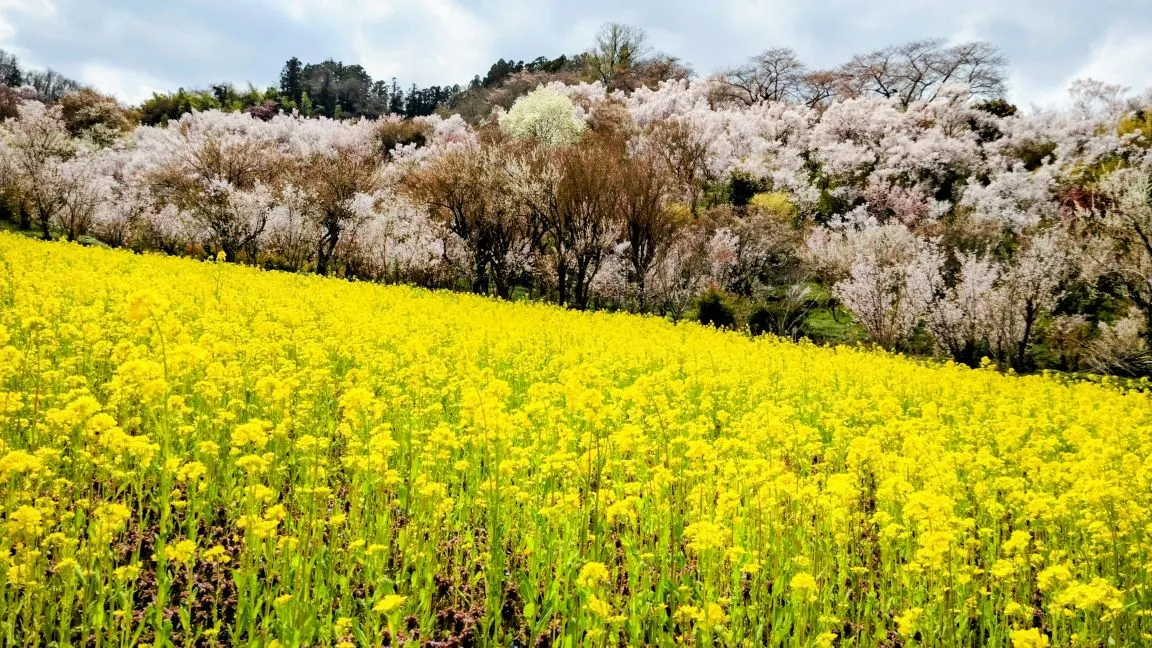 カウンセリングルームながまち、5月7日オープンします！