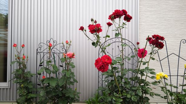 カウンセリングルームながまちのバラの花