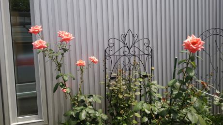 バラの花の写真