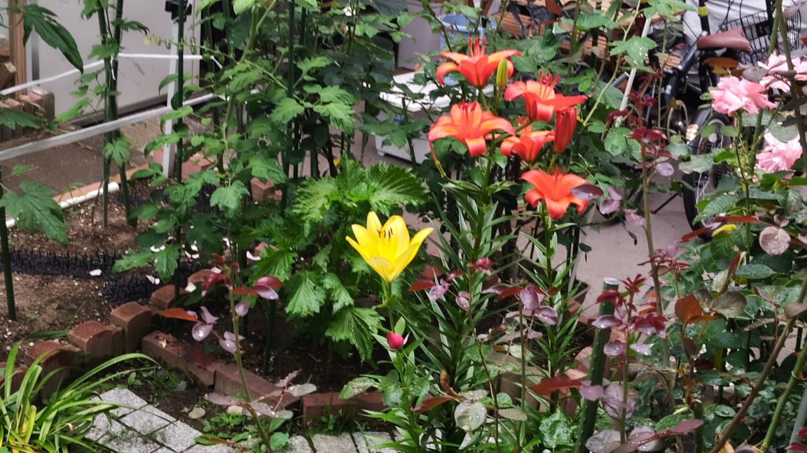 ワークショップ「オープンダイアローグへの招待」を受講しました