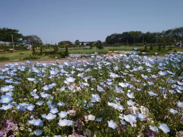 ネモフィラの花