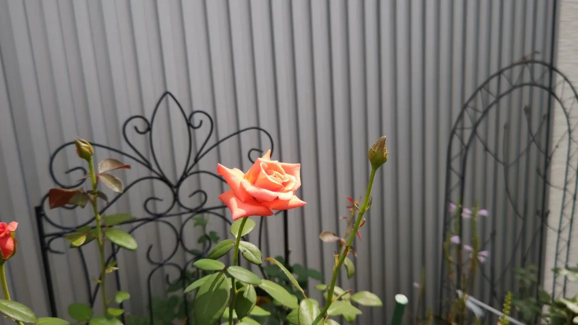 自助グループの言葉②「これもまた過ぎ去る」