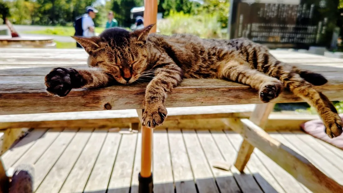 「失敗の日」について